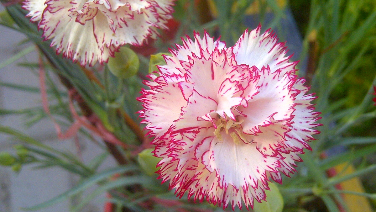 30 Flowers and Their Meanings With Pictures Dengarden