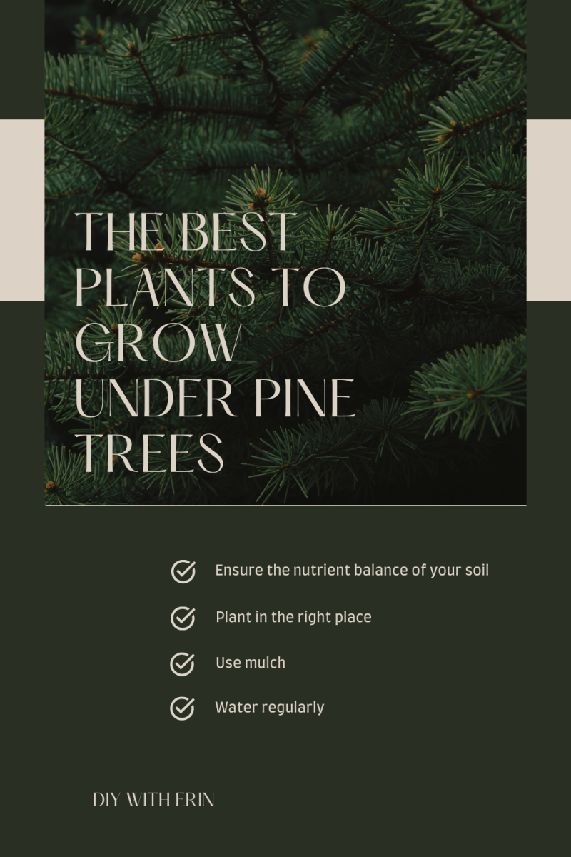 The Best Plants to Grow Underneath Pine Trees