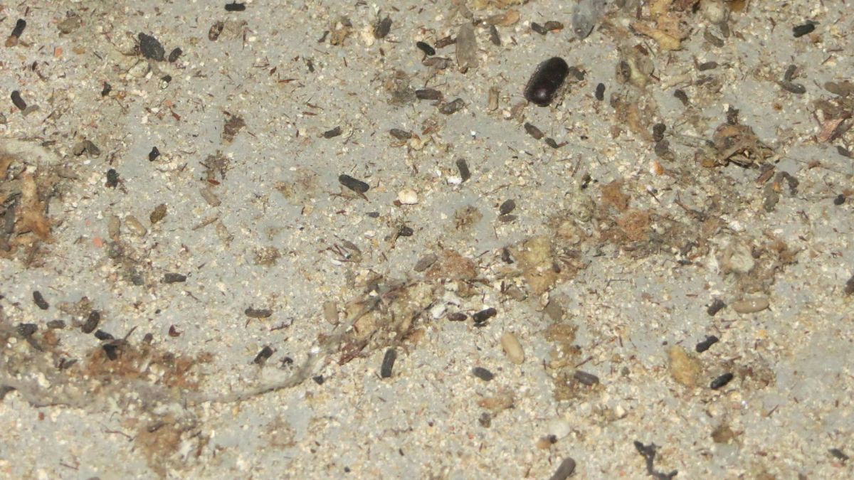 How to Email Landlord/Apartment Manager About Cockroaches Dengarden