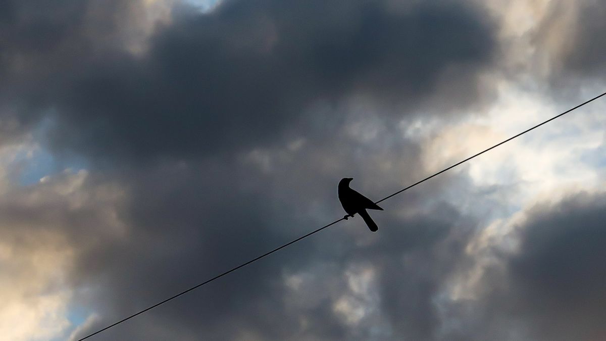 The Bird Without Flock