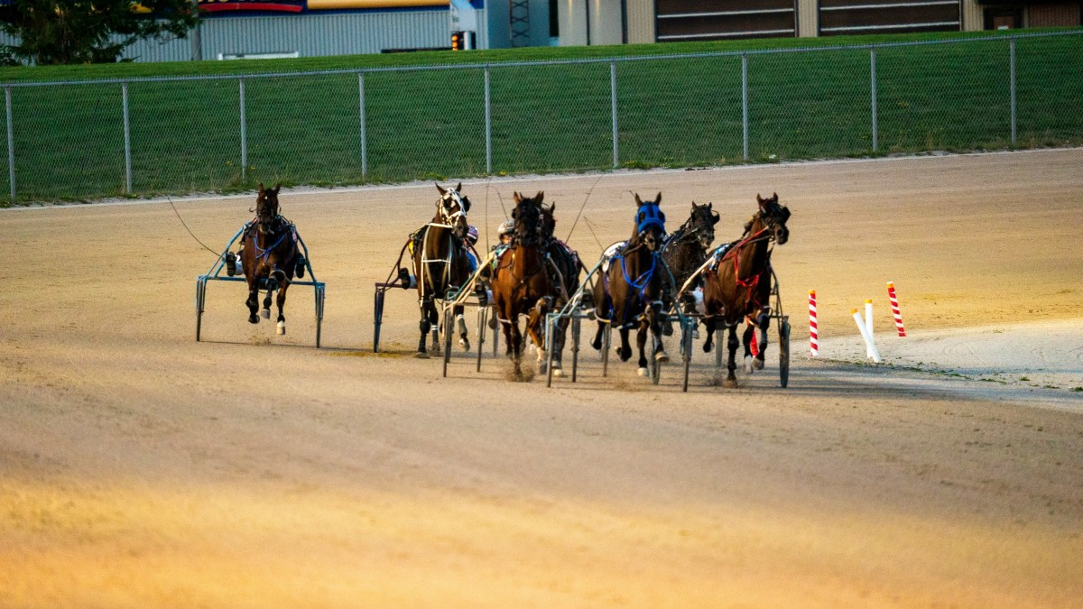 Harness Racing Tips for Success