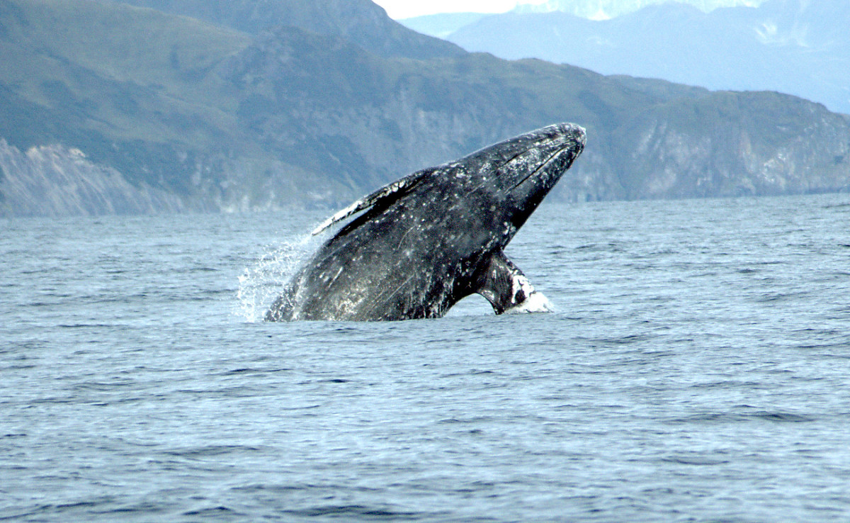Migration of the Gray Whale
