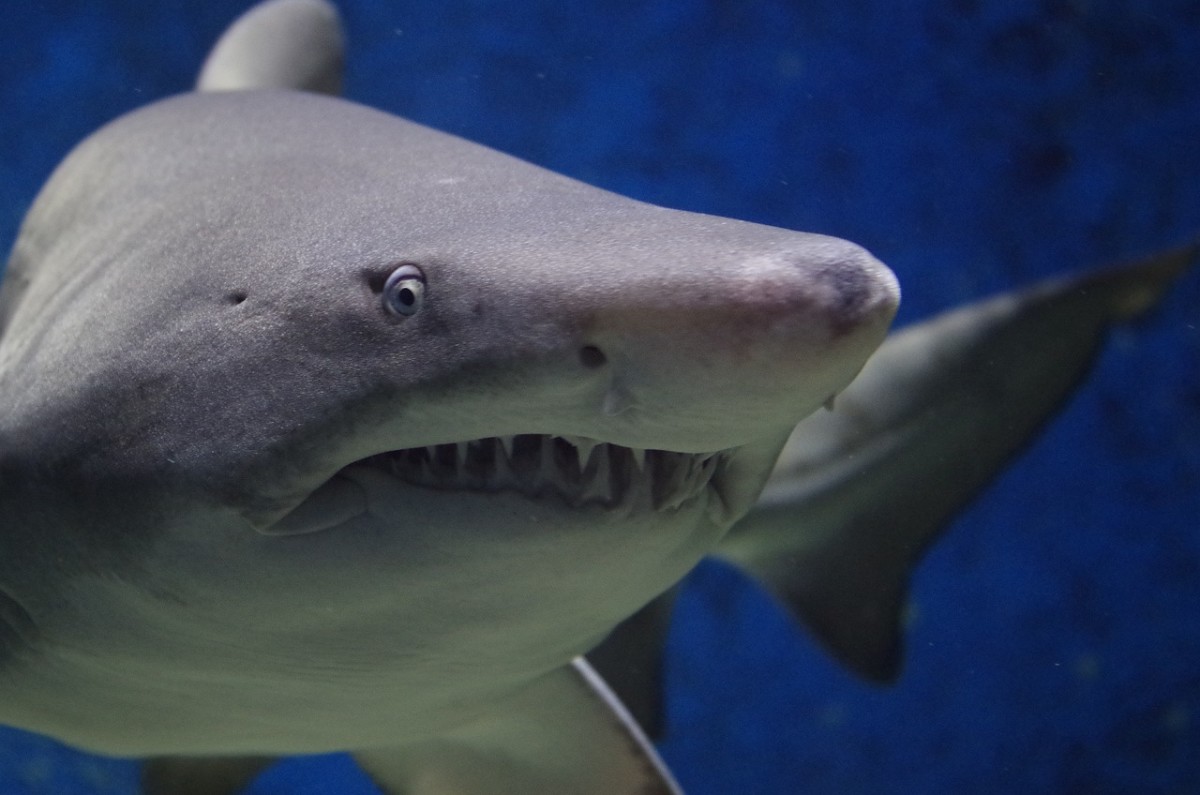 Eaten Alive: 5 Real-Life Shark Attacks