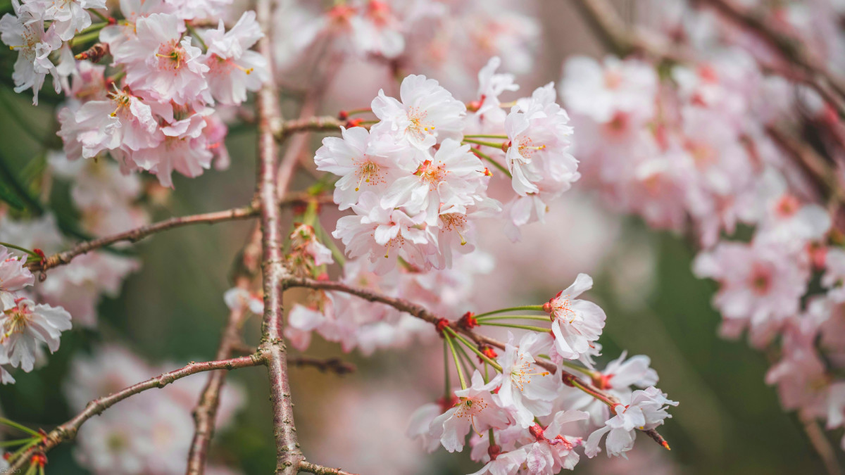 Growing and Caring for Weeping Cherry Trees