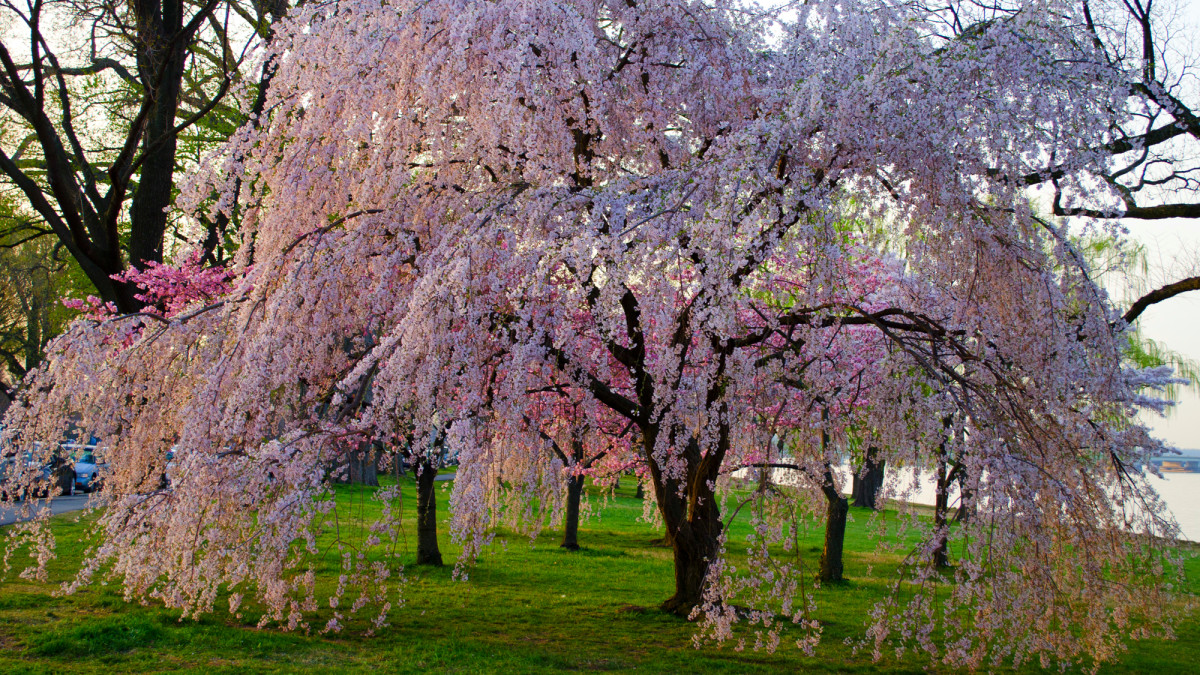 Growing and Caring for Weeping Cherry Trees - Dengarden