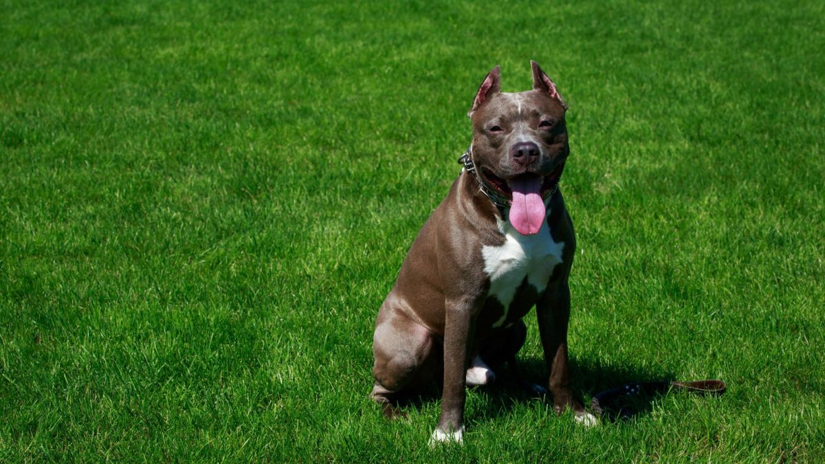 15 American Pit Bull Terrier Mixed Breeds