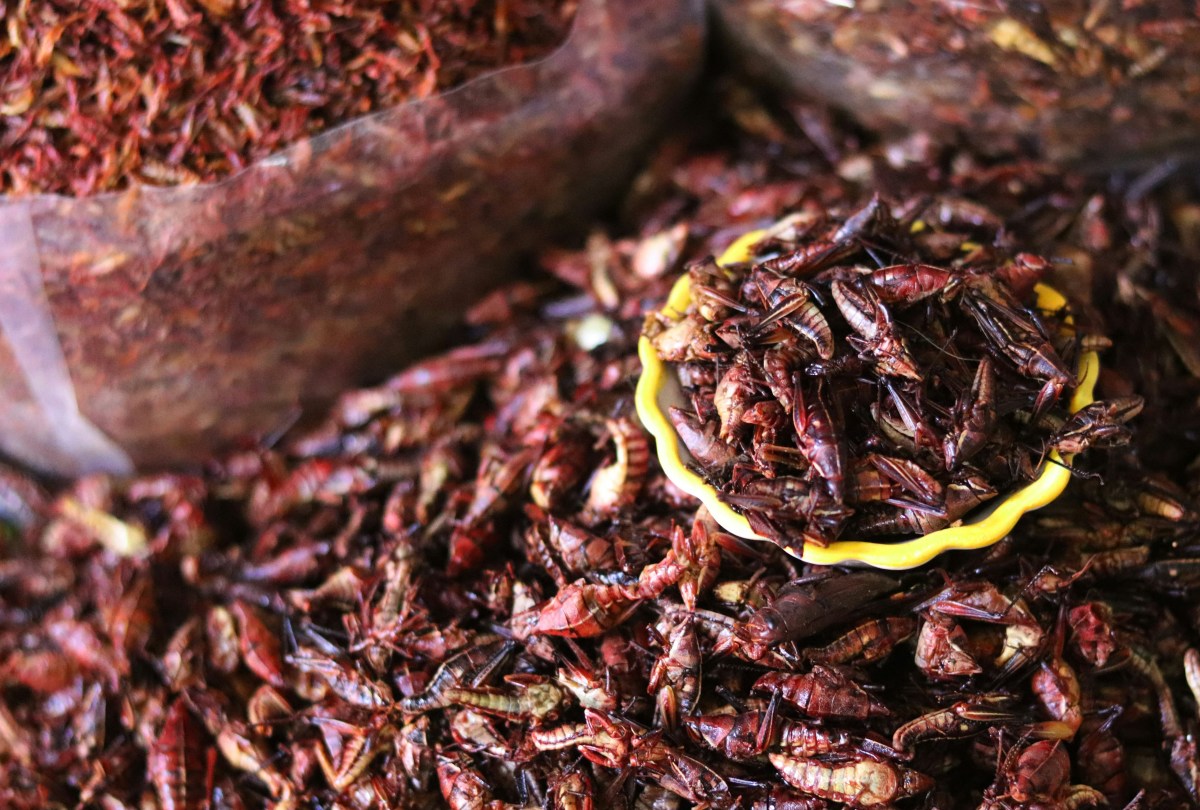 Chapulines (Deep-Fried Grasshoppers): A Mexican Delicacy