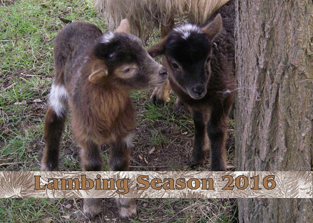 Lambing Season 2016