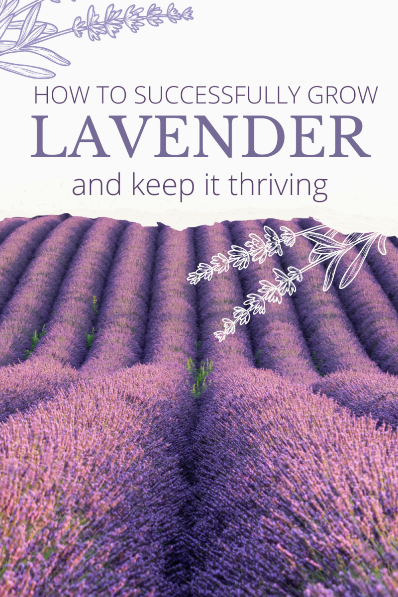 How to Successfully Grow Lavender and Keep it Thriving