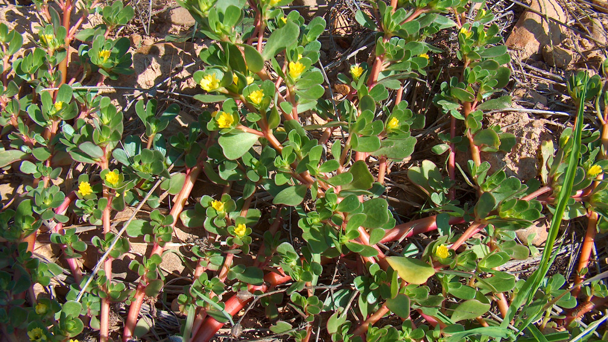 What Is Purslane? An Edible and Nutritious Wonder Weed