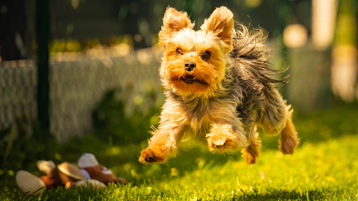 Yorkshire Terrier Biting: Body Language, Causes and Ways to Reduce It