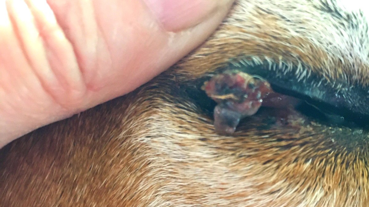 Can I Use Castor Oil to Remove My Dog’s Eyelid Tumor?