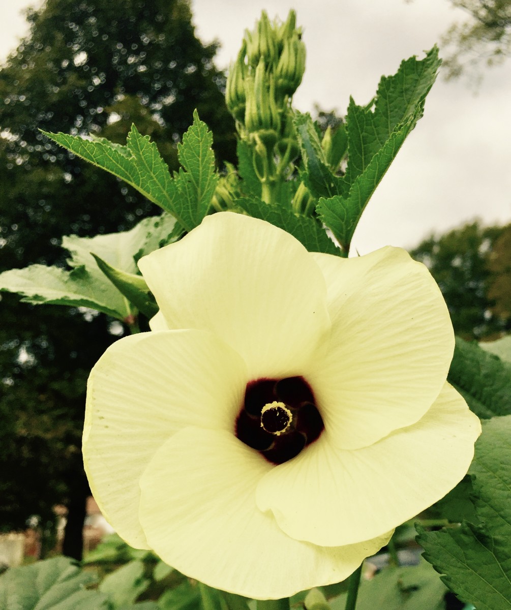 Grow Okra For Food and Flowers HubPages