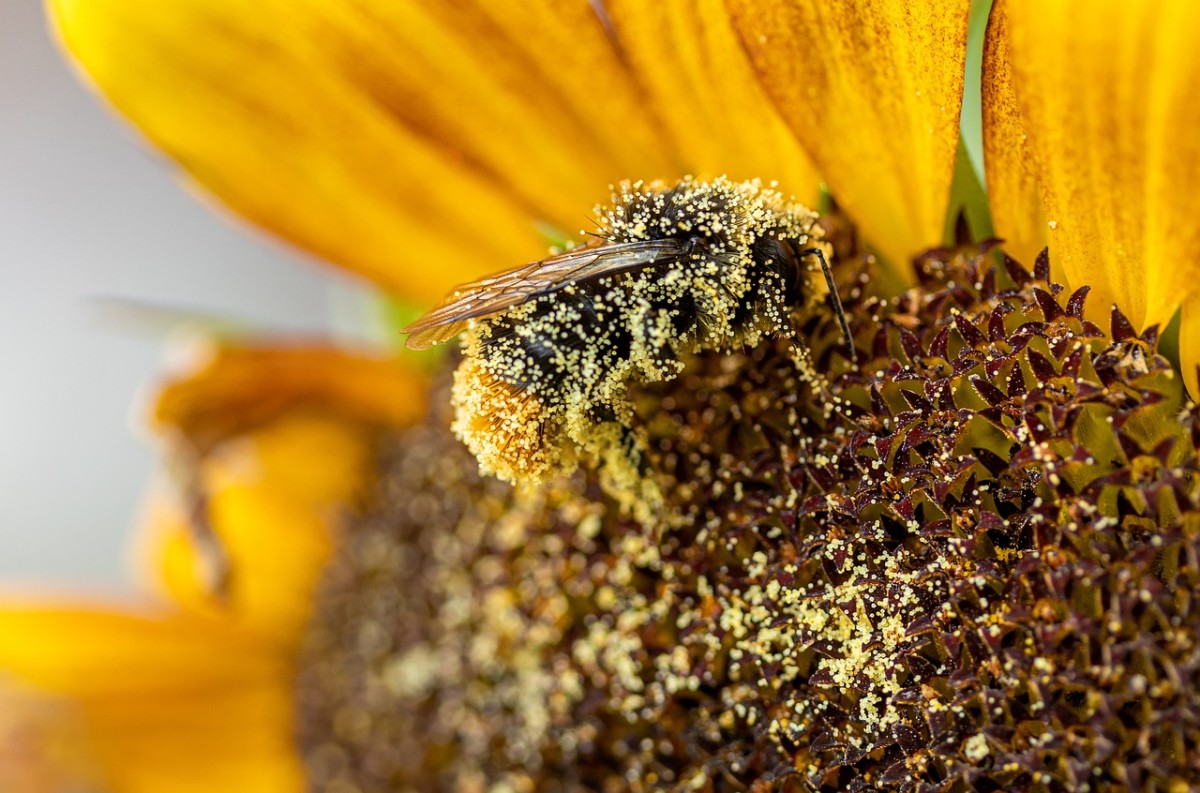 Rising Pollen Counts and Immune Overreactions: Hay Fever