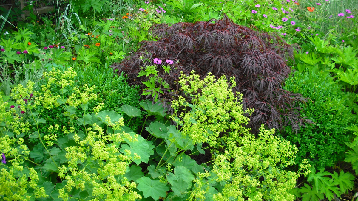 9 Perennial Herbs for Zones 5 and Higher