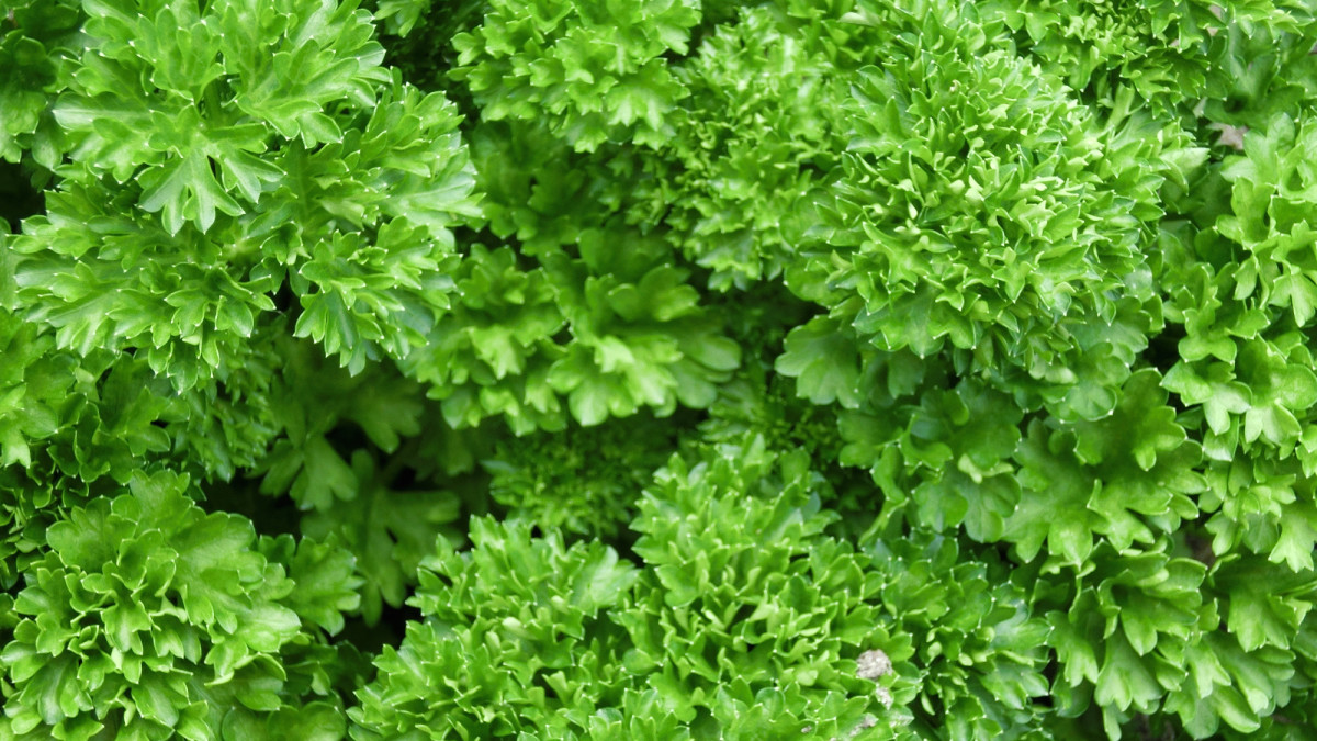 9 Perennial Herbs for Zones 5 and Higher Dengarden