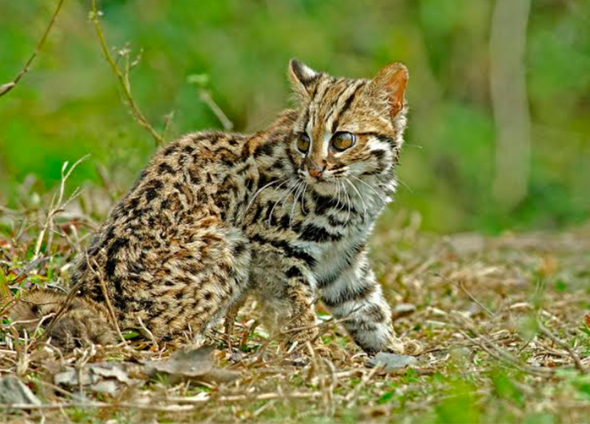 15 Most Endangered Small Cat Breeds That May Go Extinct - HubPages