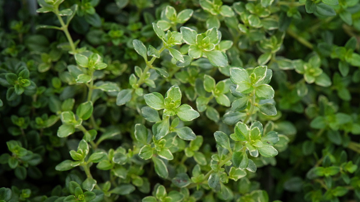 9 Perennial Herbs for Zones 5 and Higher - Dengarden