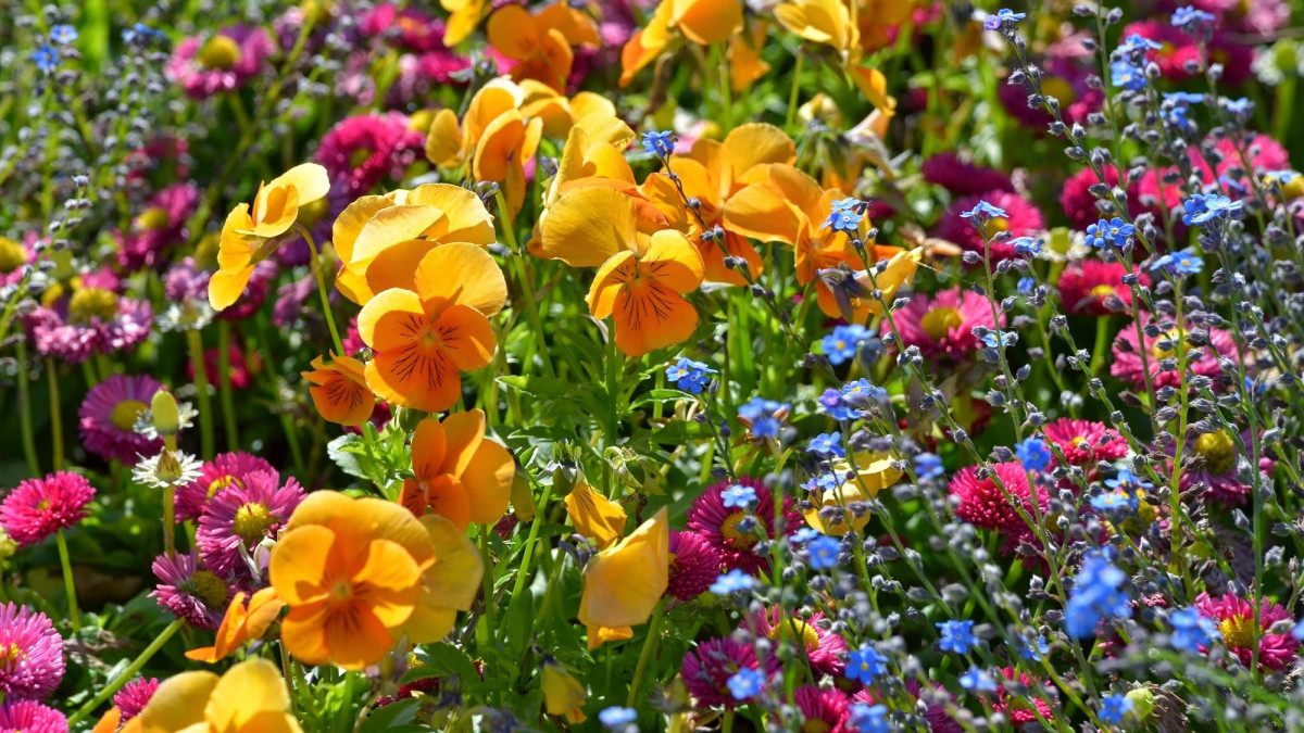 Flowers That Bloom All Year: Flower Gardens and Seasons