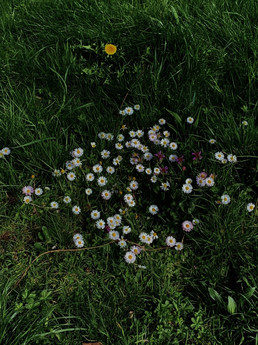 Garden your Inner World