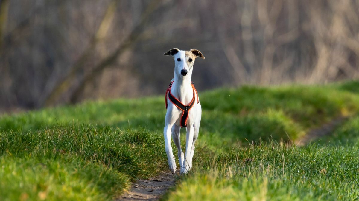 15 Dogs That Look Like Greyhounds