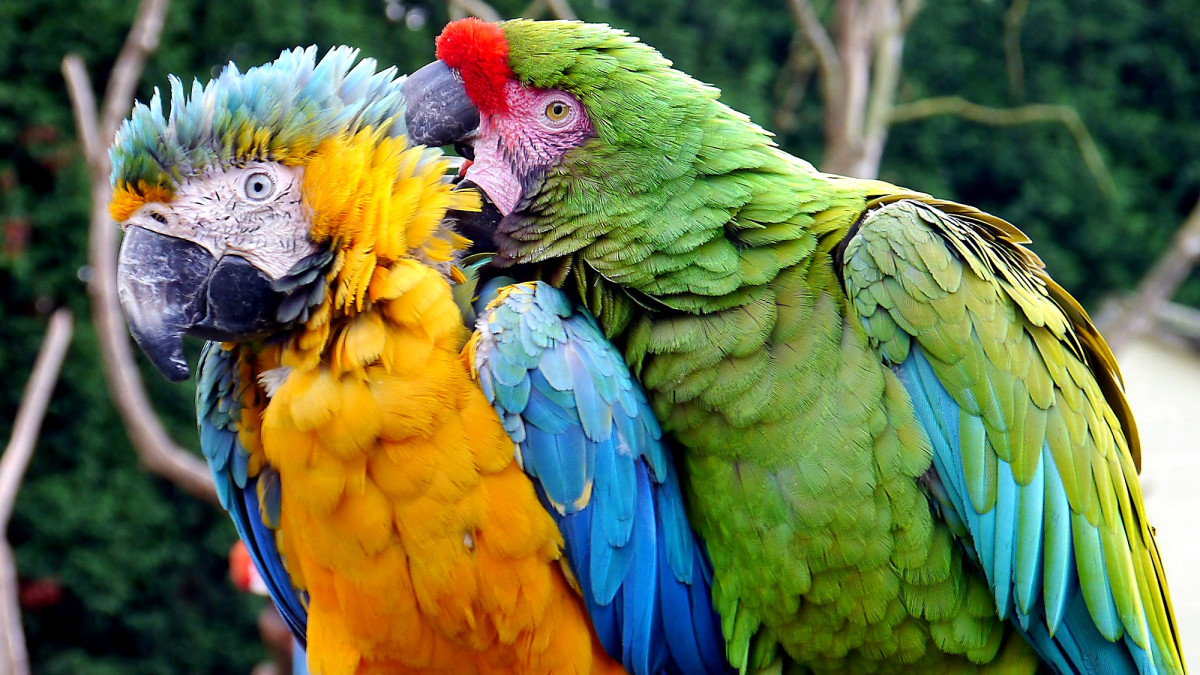 Can I Get Bird Mites From My Macaws?