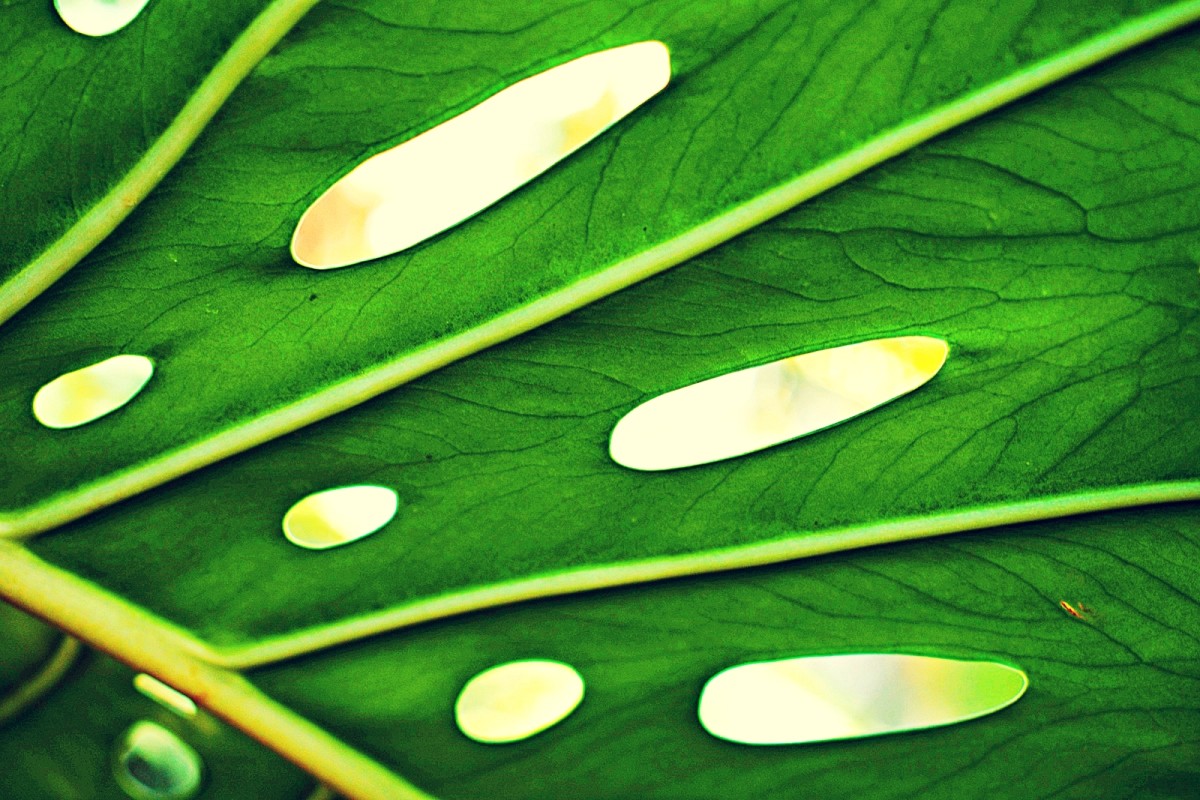 philodendron selloum variegata Philodendron Selloum Variegated – Okanoka