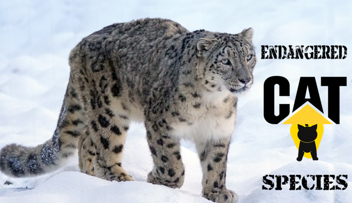 Endangered Big Cats That May Go Extinct - HubPages