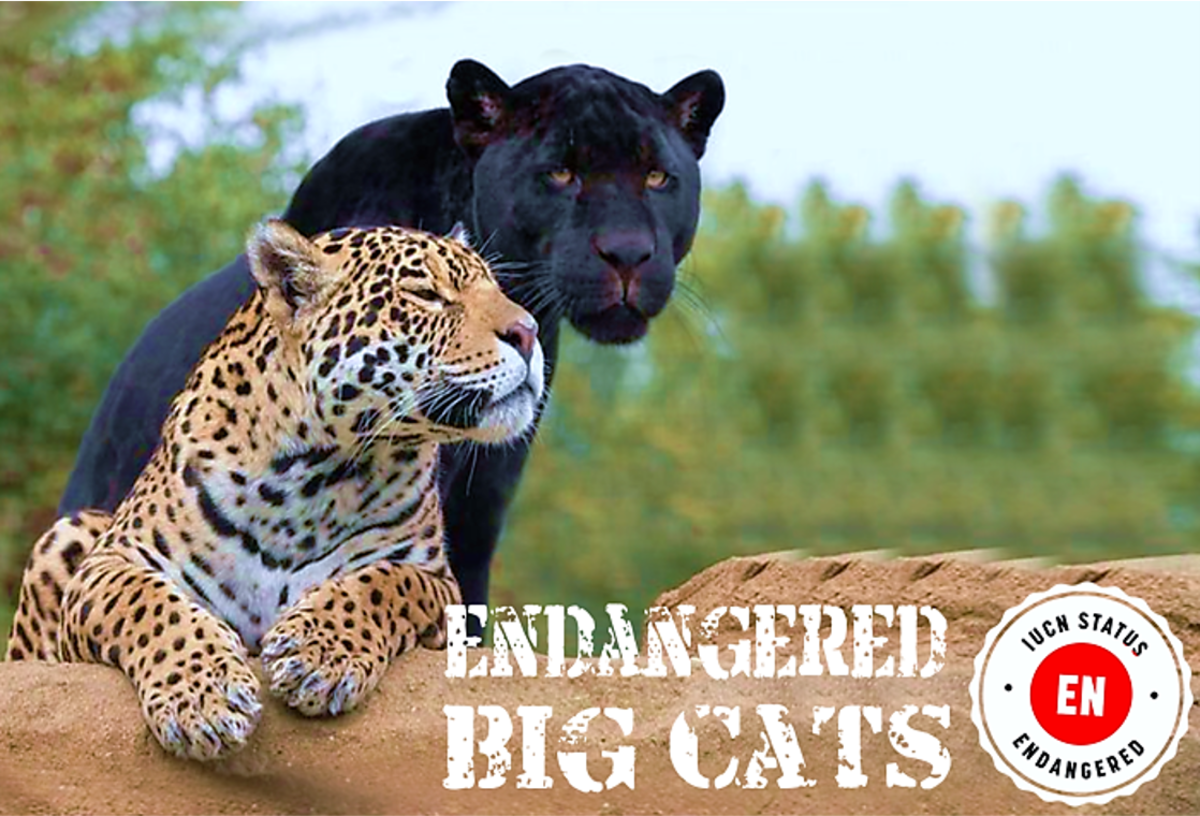 Endangered Big Cats That May Go Extinct