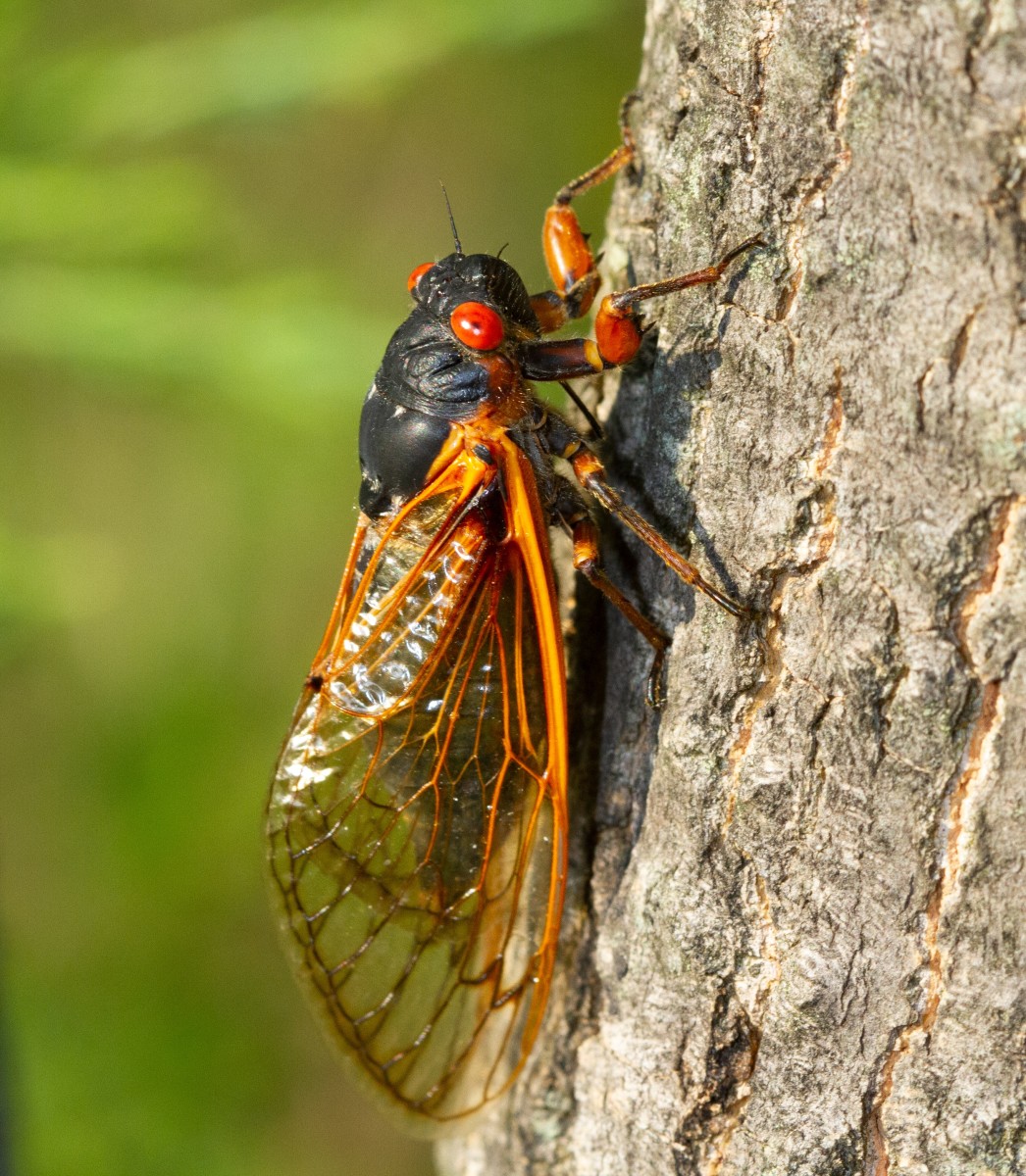 Weird Recipe for Cooked Cicadas Isn't for the Faint of Heart ...