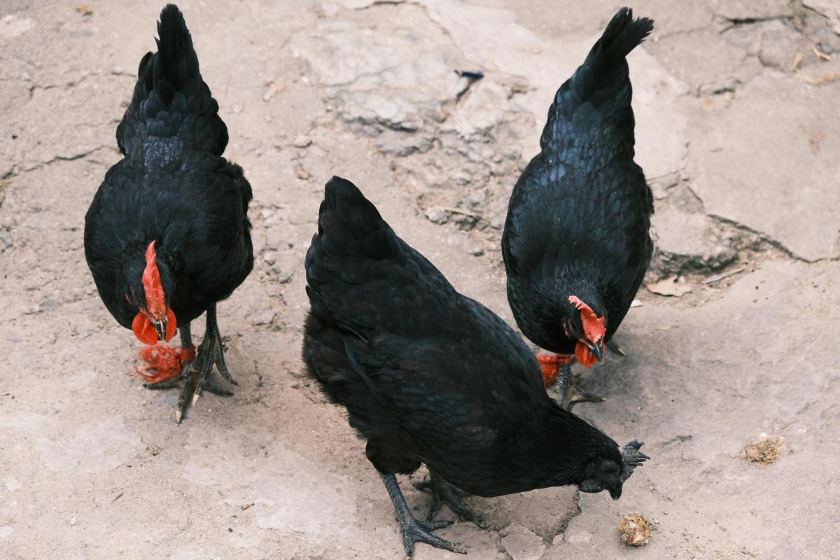 10 Black Chicken Breeds
