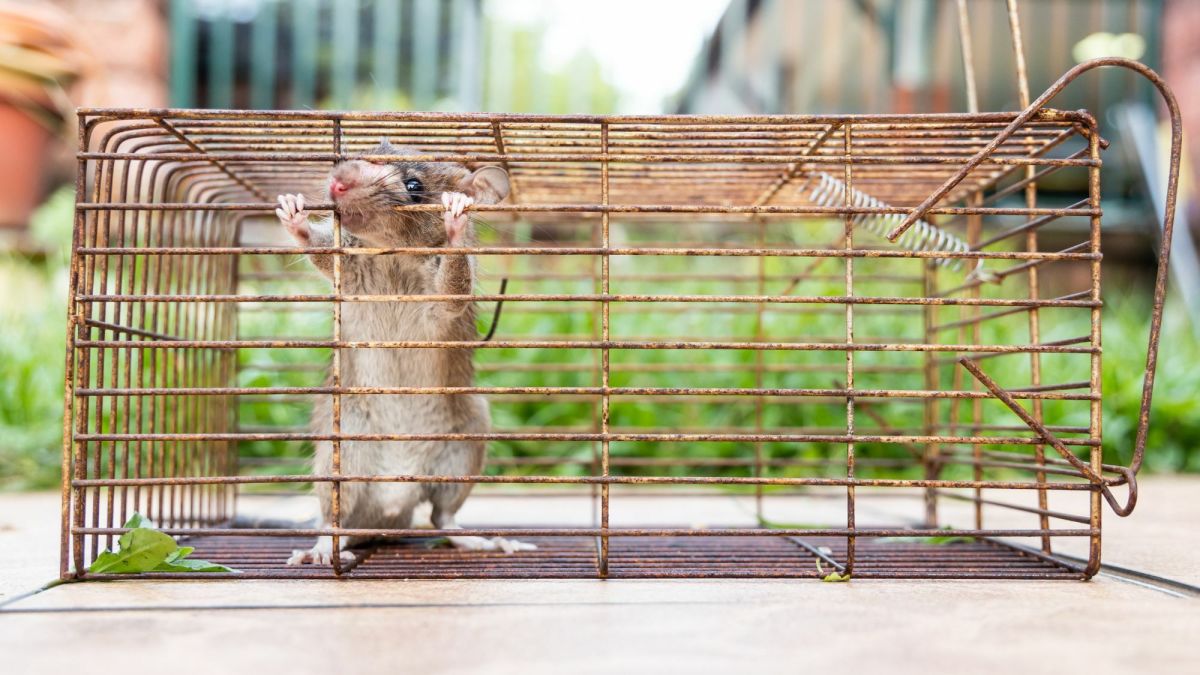 How to Get Rid of Rats Without Poison A Humane, NoKill Approach to