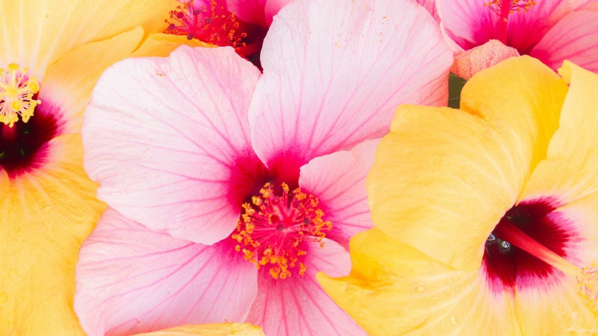 Hibiscus: Tropical Gems of the Garden