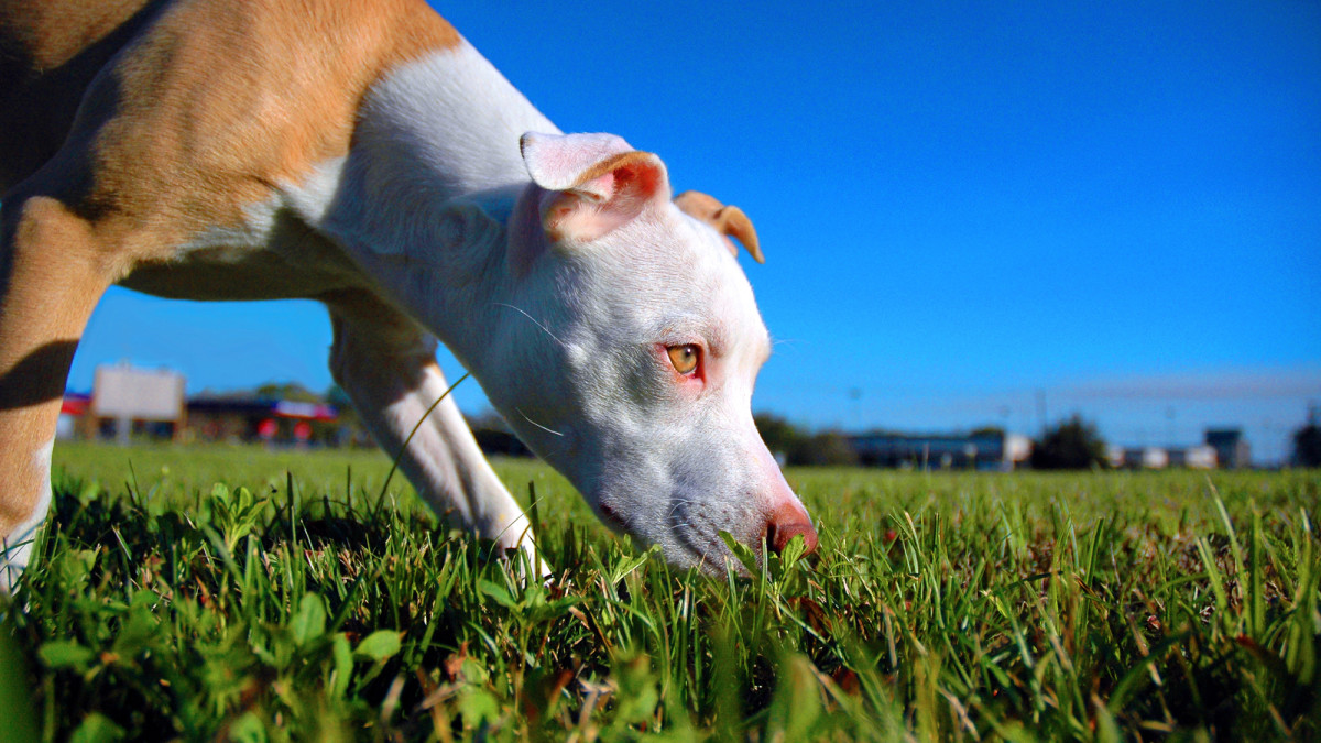 How Common Are Grass Allergies in Dogs?