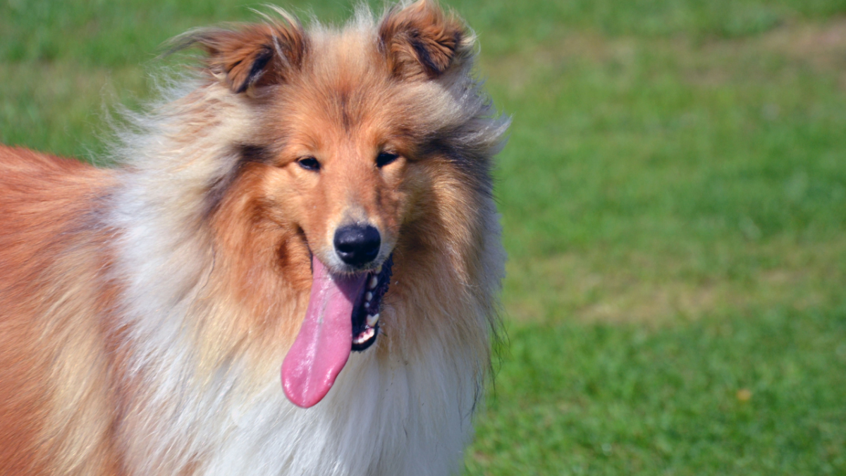 Why Is My Dog Panting? 11 Potential Causes