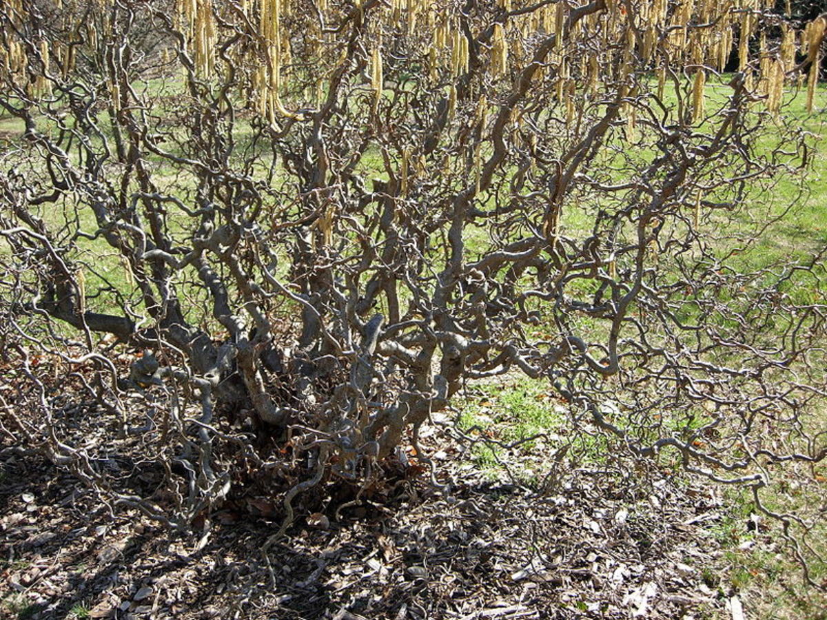 How to Grow Corkscrew Hazel for Winter Interest - Dengarden