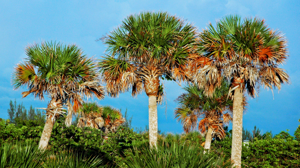 Growing and Caring for Palmetto Trees