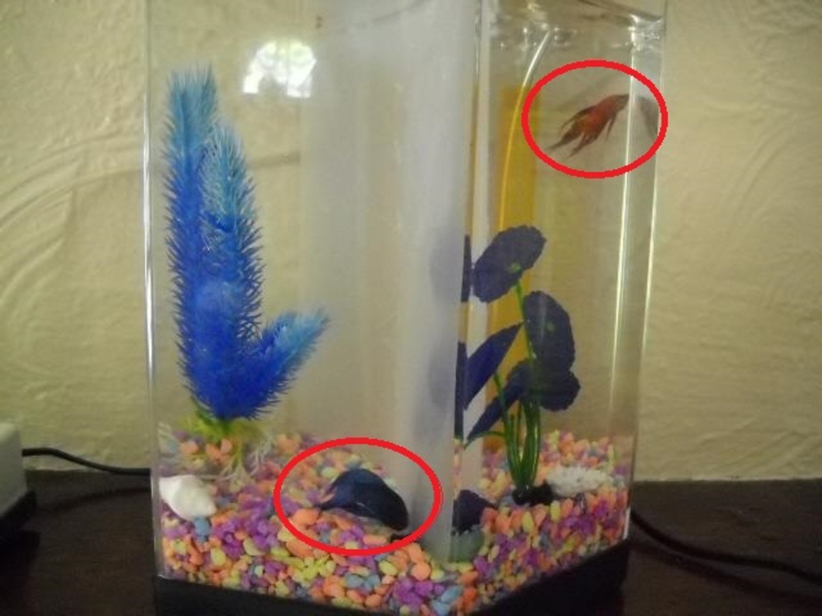 Owning Betta Fish - HubPages