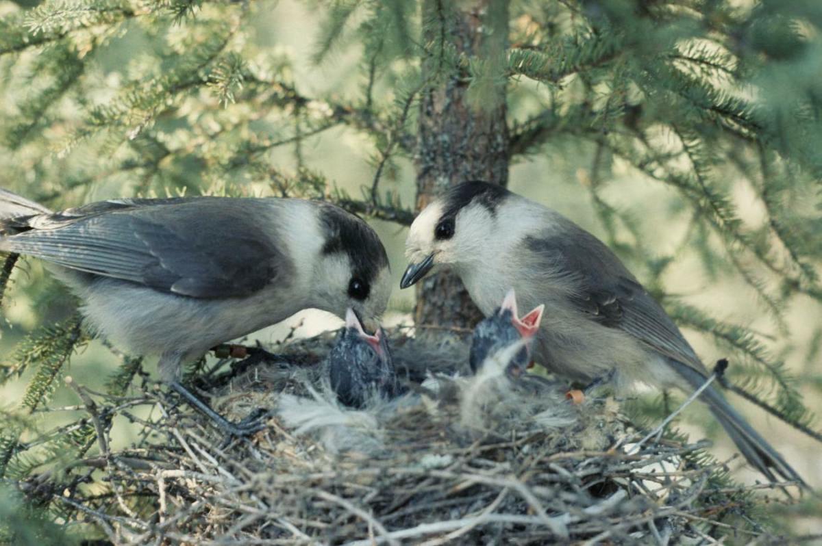 Feeding Your Baby Bird-Style: Is Premasticating Normal or Nauseating?