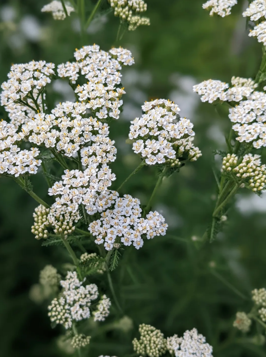 Harnessing Yarrow's Power: From Ancient Lore to Modern Practice Witch's ...