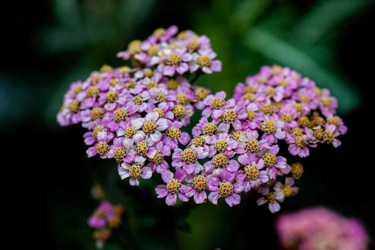 Harnessing Yarrow's Power: From Ancient Lore to Modern Practice Witch's Apothecary Series Part 5