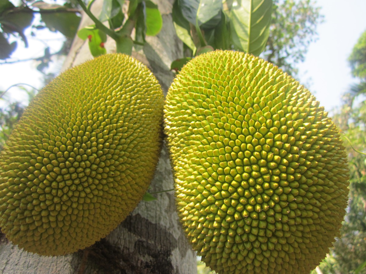 Jack Fruit: Food for Thought to Make the World Hunger Free