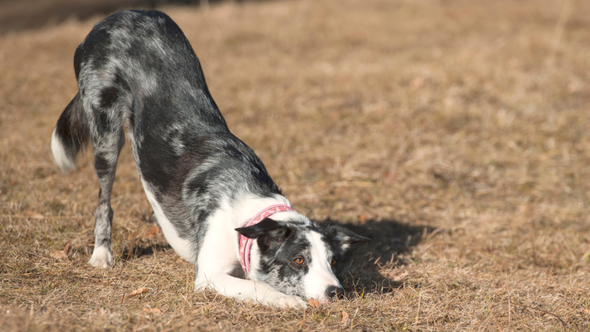 How Long Can a Dog Live With a Bowel Obstruction? PetHelpful