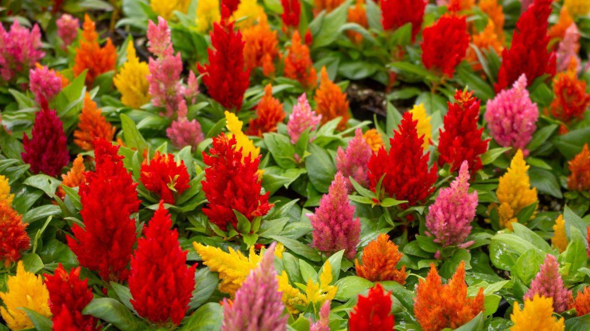 Celosia Seeds: How to Harvest and Store Them for Next Year
