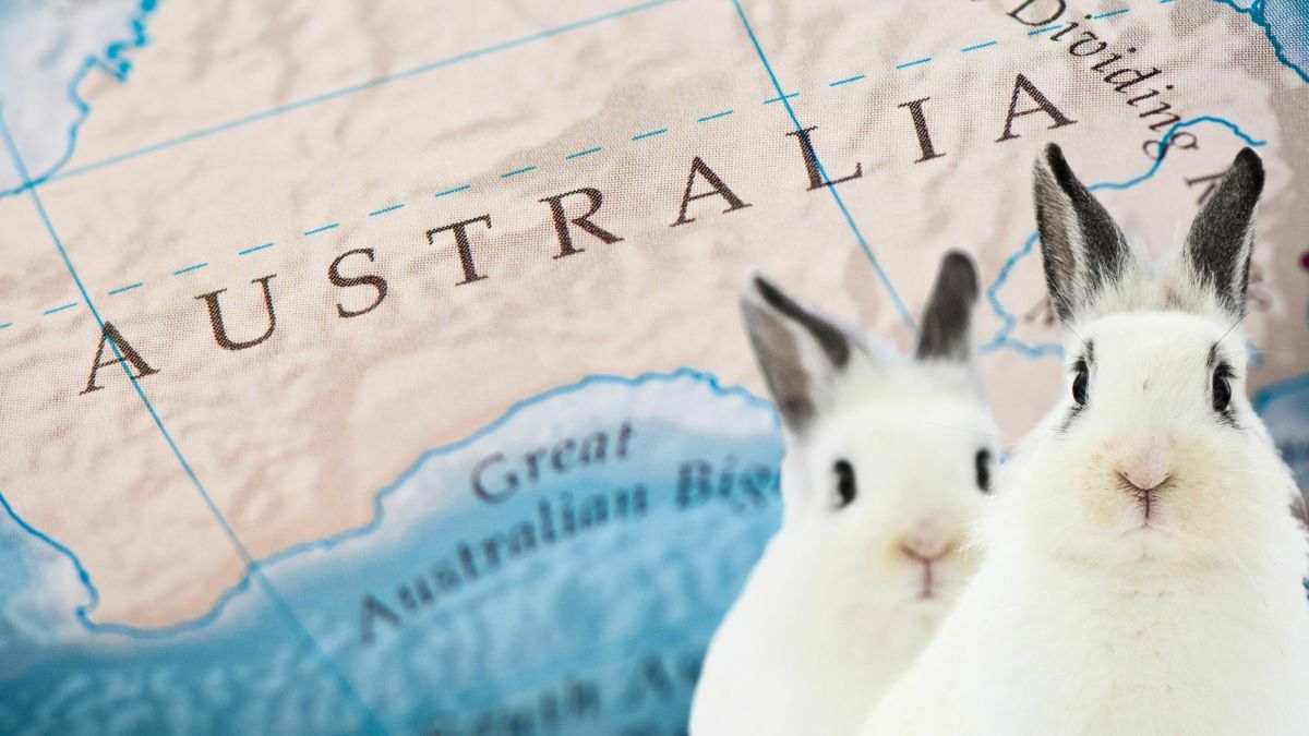 Australian Rabbit Plague: Origins and Environmental Impacts