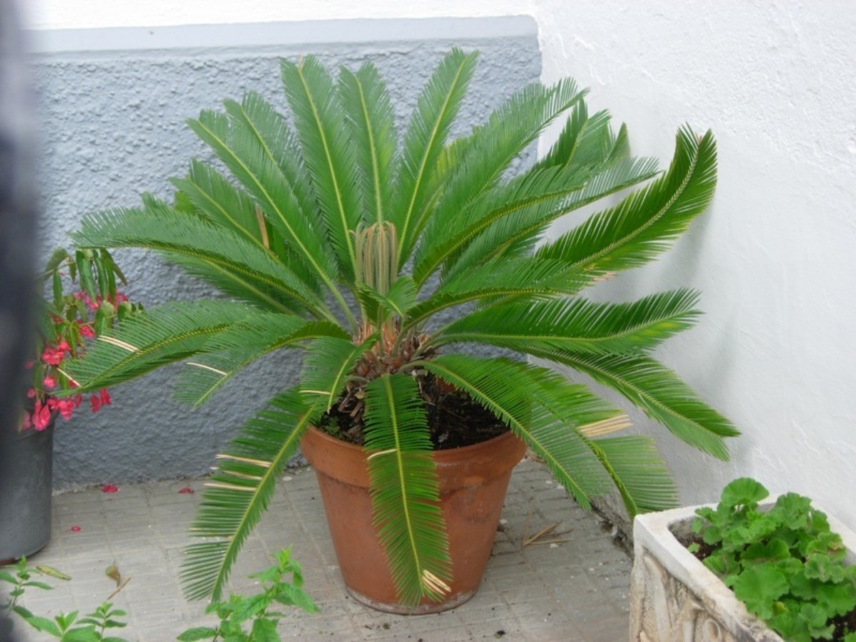 Where Do Sago Palms Grow Best? Find the Perfect Spot!