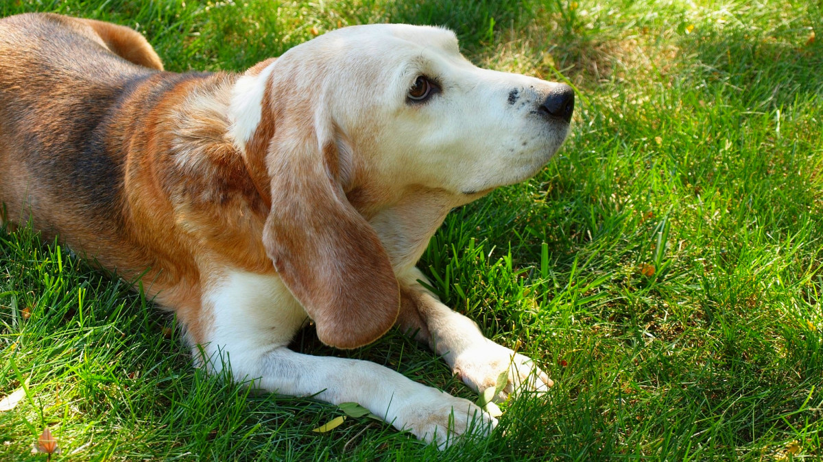 Dosing and a Few Warnings on Melatonin and Lignans for Your Dogs Cushings Disease