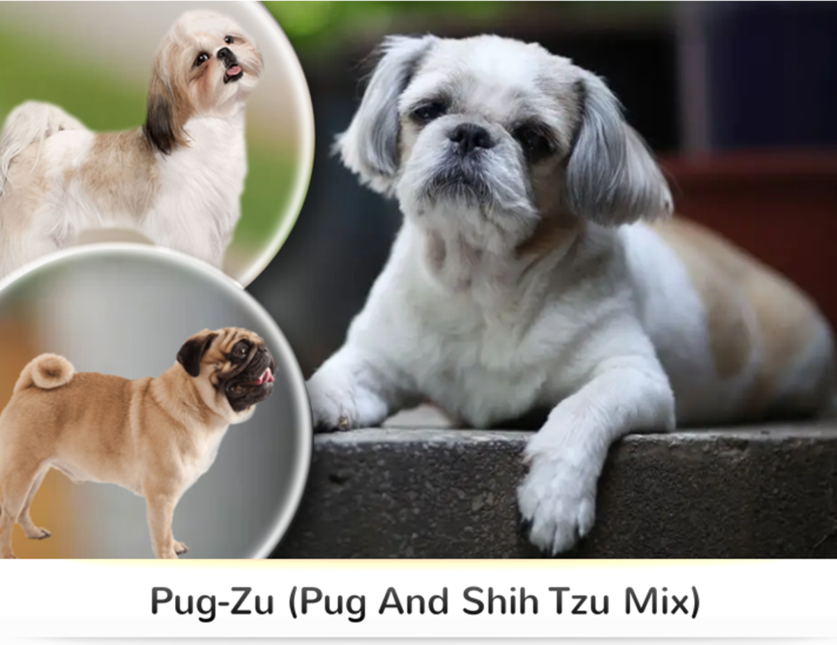 15 Most Popular Shih Tzu Mixed Dog Breeds - HubPages