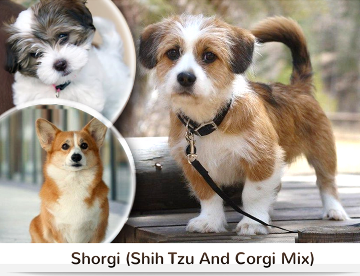 15 Most Popular Shih Tzu Mixed Dog Breeds - HubPages