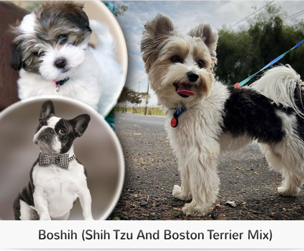 15 Most Popular Shih Tzu Mixed Dog Breeds - HubPages